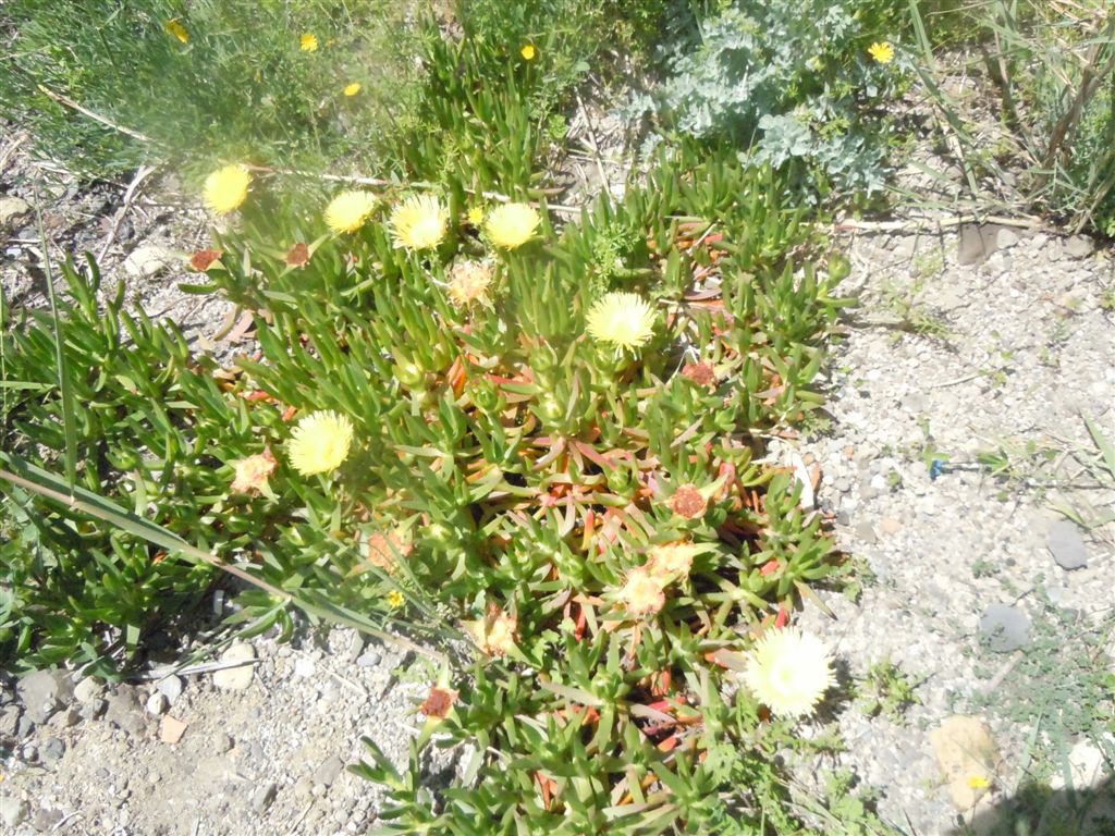 Carpobrotus edulis / Fico degli Ottentotti edule